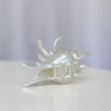 Spider Shell Hair Claw Clip Pearl