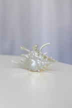 Spider Shell Hair Claw Clip Pearl